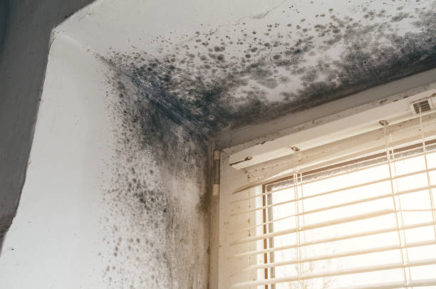 Trusted Attic Mold Removal service in Long Valley, NJ - Cheap Mold Removal